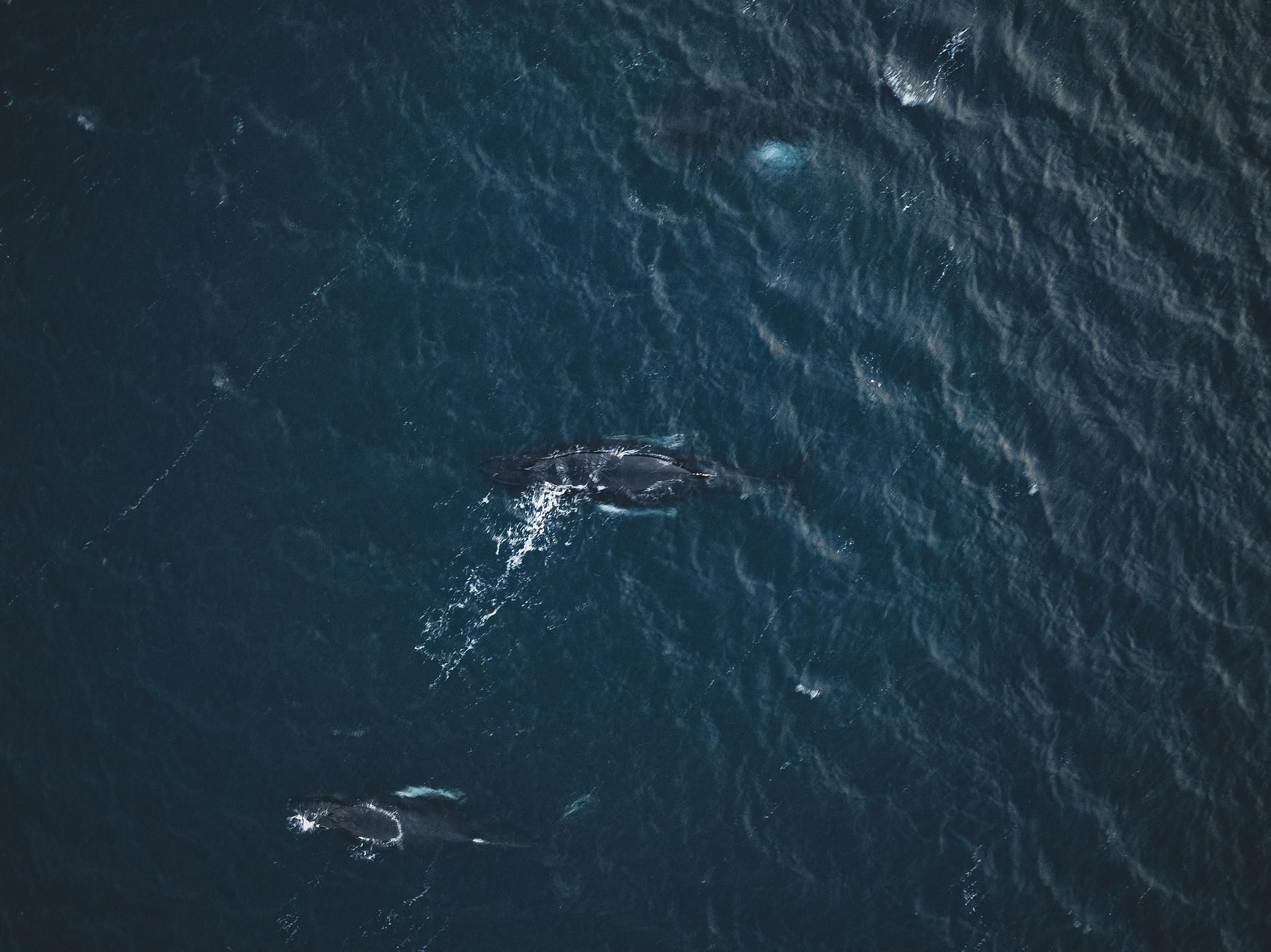 За китами на Кольский, сезон весна-лето