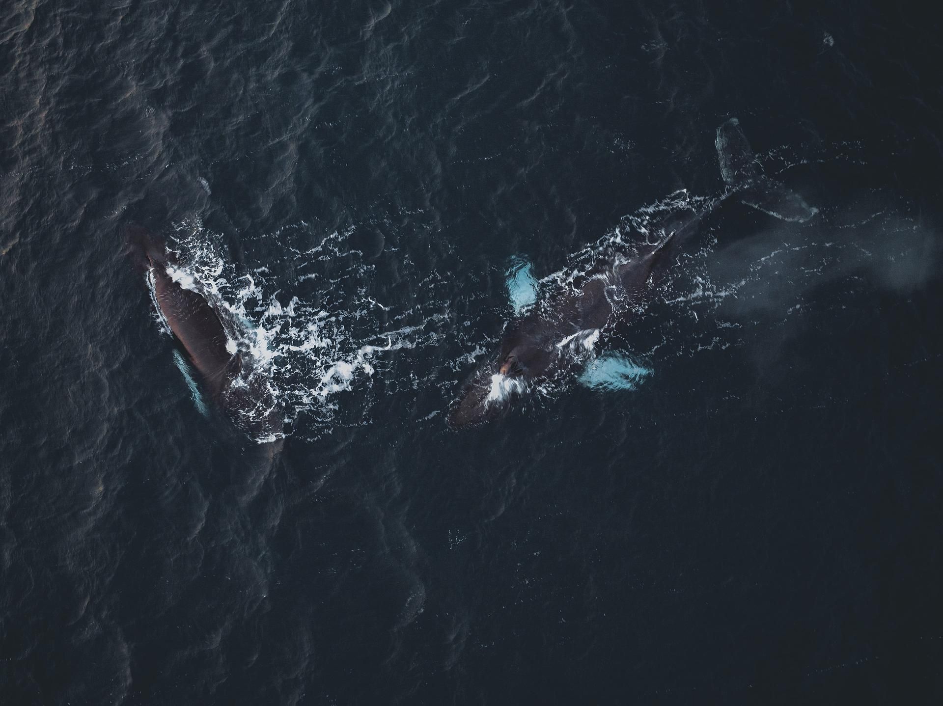 За китами на Кольский