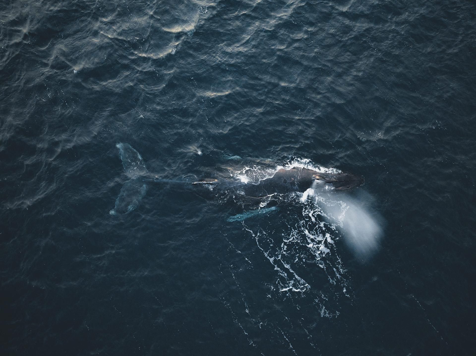 За китами на Кольский, сезон весна-лето