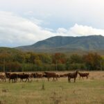 Собер Баш. Гора ведьм. Конная ферма. Краснодарский край