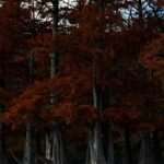 Сукко, Супсех. Конные прогрулки и Багряные кипарисы