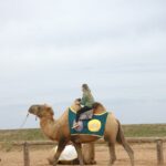 Буддистский обряд продления жизни и устранения препятствий в дни Калмыцкого Зула, 3 дня